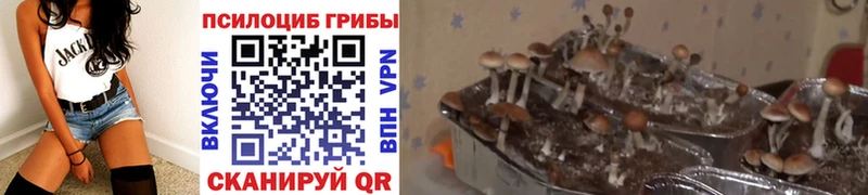MEGA   наркотики  Дно  Галлюциногенные грибы Cubensis 